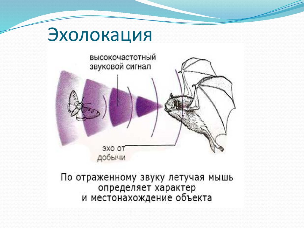 Совместные покупки